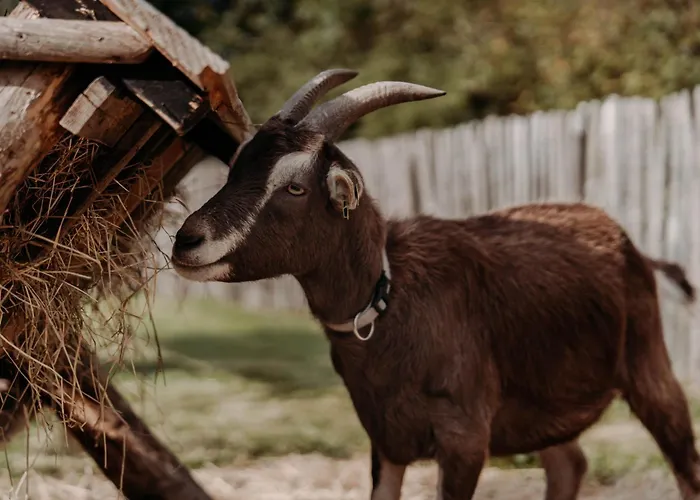 Tulpenweide - Recreatie *