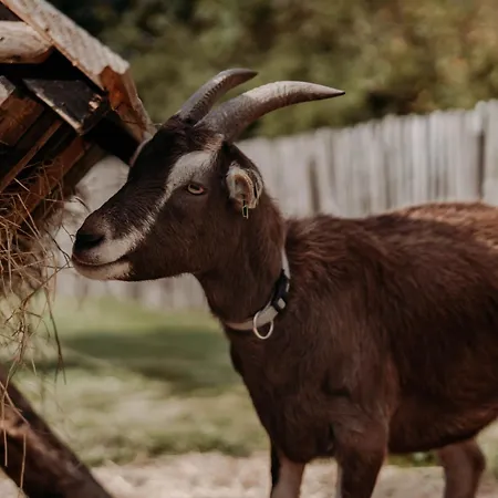 Tulpenweide - Recreatie *